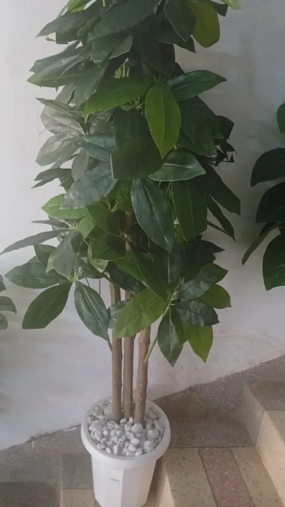 Big mango flower