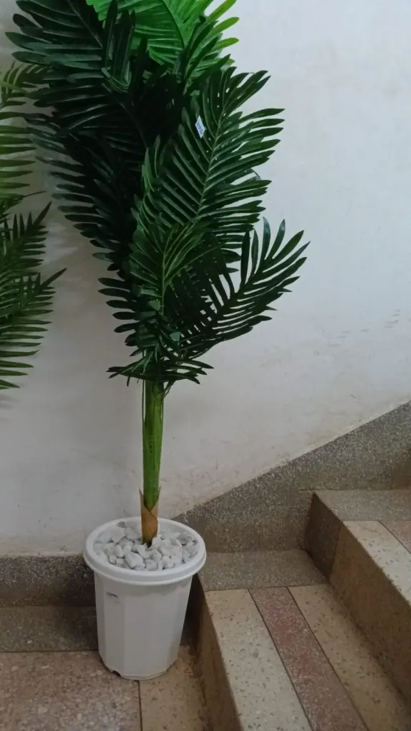 Imported palm